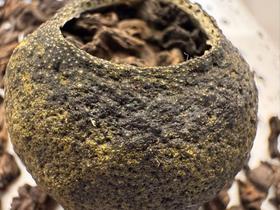 2025 东甲圈枝小青柑  生晒+东甲+圈枝+十年陈小茶沱，黄金搭档才好喝 300克起