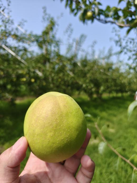 丹霞红梨 商品图5