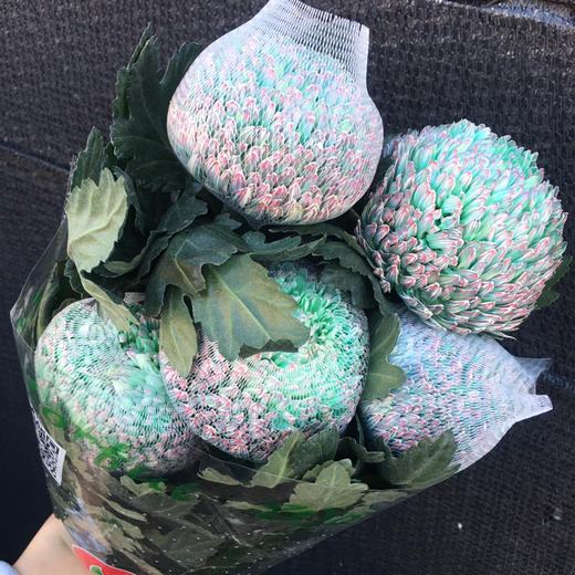 丰岛牡丹菊-孔雀绿 商品图3