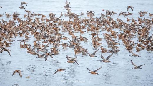 大连花开丨旅顺樱花、瓦房店海蚀慢门、鸭绿江观鸟6天摄影团 商品图8
