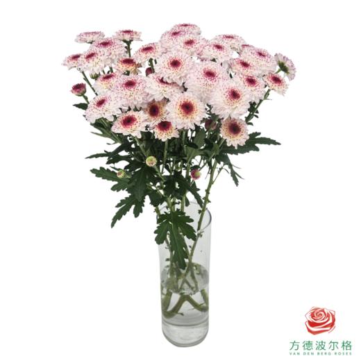 VDB多头小菊-马蒂斯 5枝一扎 商品图2