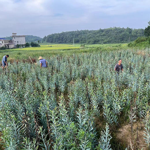 新产【龙牙百合干】四年轮作富硒土种植，无添加，无硫熏，不漂白，粉糯清香，自然微黄！ 商品图4