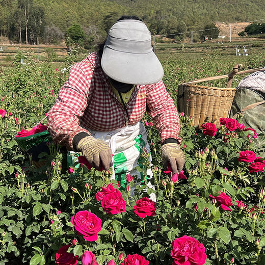 云南【手工鲜花饼】层层酥脆、松软、花味自然、口感清甜，现摘滇红重瓣玫瑰花为馅，手工制馅、搓揉饼皮、手工包馅！ 商品图2