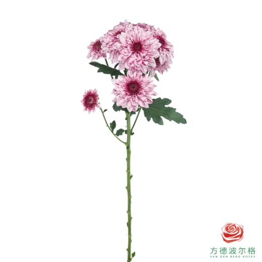 VDB多头小菊-皮普粉斑纹 5枝一扎 商品图4