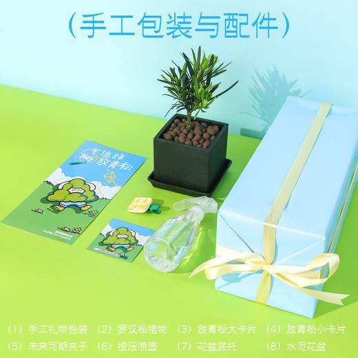 涂鸦造物办公室桌面绿植生日礼物教师节礼青松 商品图3