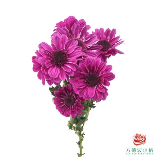 VDB多头小菊-红帽 5枝一扎 商品图5