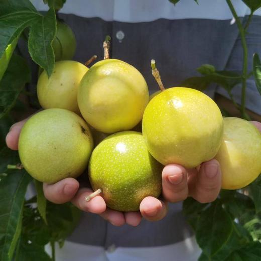 【礼盒装】海南钦蜜9号百香果 香甜多汁 海南钦蜜9号百香果 商品图2