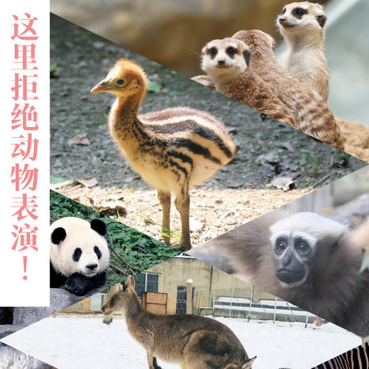 [博集]红山动物园是我家--“世界蕞美的书”得主朱赢椿和人气网红动物园园长沈志军联手打造，真实记录人和动物的温情故事。 商品图3