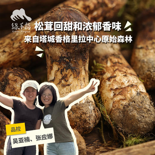 野生塔城松茸| 合作生产 * Wild Tacheng matsutake | Partner Production 商品图0