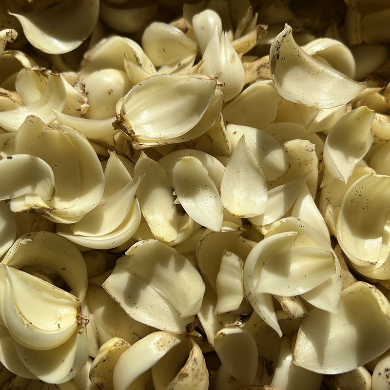 新产【龙牙百合干】四年轮作富硒土种植，无添加，无硫熏，不漂白，粉糯清香，自然微黄！