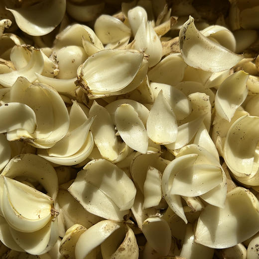 新产【龙牙百合干】四年轮作富硒土种植，无添加，无硫熏，不漂白，粉糯清香，自然微黄！ 商品图0