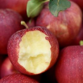 大凉山巴克艾苹果（红珀苹果） | 山人优选，可脆可粉，果肉细腻脆爽，汁水充盈，甜而不腻，微酸清爽，甜酸比完美