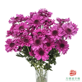 VDB多头小菊-红帽 5枝一扎