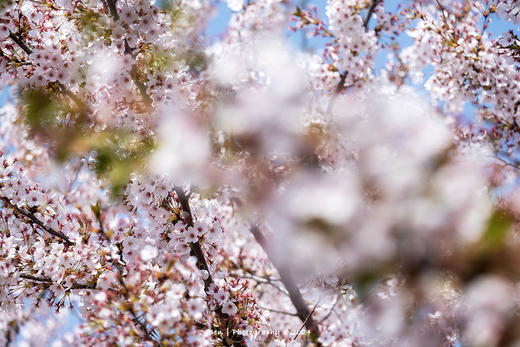 大连花开丨旅顺樱花、瓦房店海蚀慢门、鸭绿江观鸟6天摄影团 商品图6