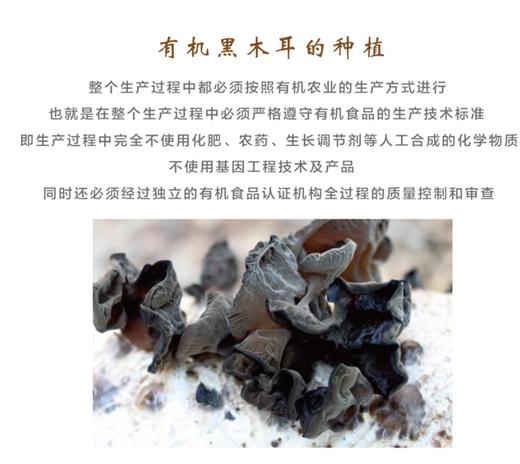 信洲有机认证黑木耳干货120g 商品图2