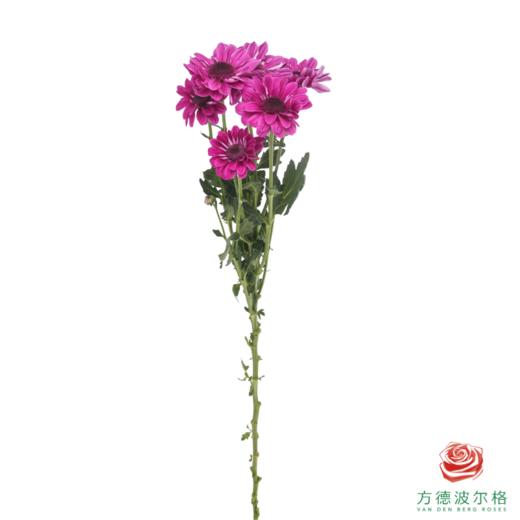 VDB多头小菊-红帽 5枝一扎 商品图4