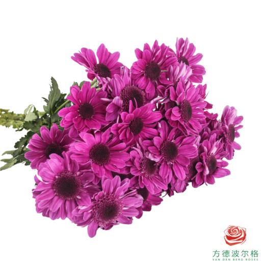 VDB多头小菊-红帽 5枝一扎 商品图1