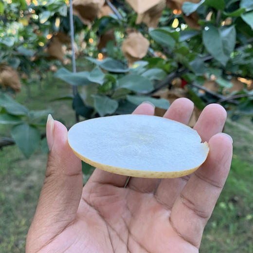 秋颜梨梨中“爱马仕”❗2025年新鲜下树❗一颗可以“喝"的梨，酥中带脆，现摘现发❗ 商品图11