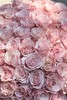 厄瓜多尔进口染色PEARL ROSE-GOLD金发美女玫瑰金10支 商品缩略图1
