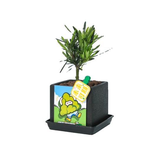 涂鸦造物办公室桌面绿植生日礼物教师节礼青松 商品图4