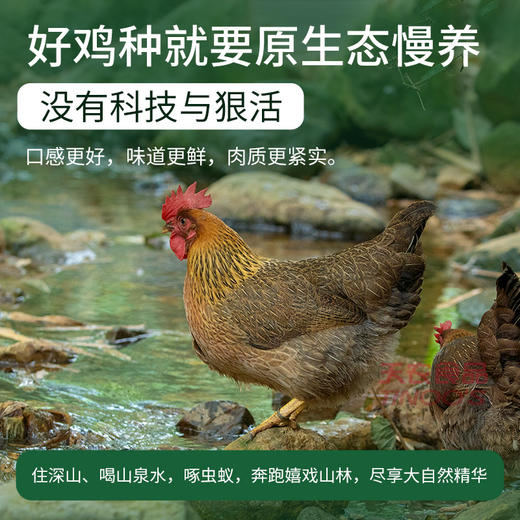 部分规格送清鸡汤+2包汤料【天农原种清远鸡】切块鸡肉\整只鸡肉\鸡肉条组合 商品图7