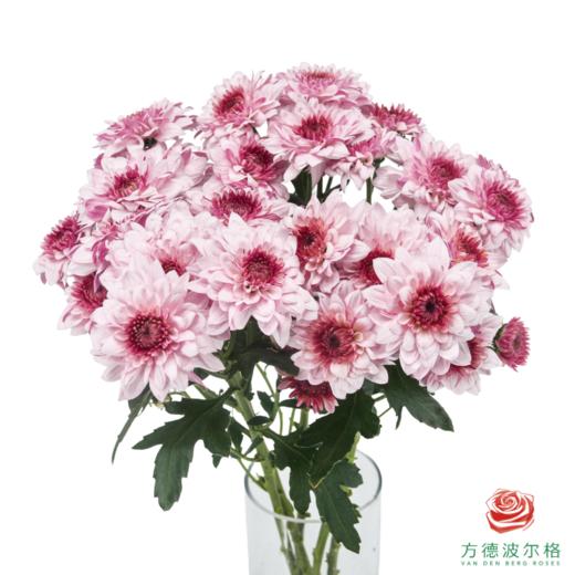 VDB多头小菊-皮普樱花粉 5枝一扎 商品图0