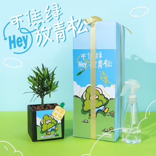 涂鸦造物办公室桌面绿植生日礼物教师节礼青松 商品图0