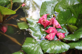  【跟着时令吃吃吃】菱歌悠悠满水乡