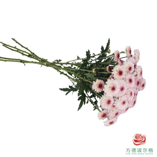 VDB多头小菊-马蒂斯 5枝一扎 商品图3