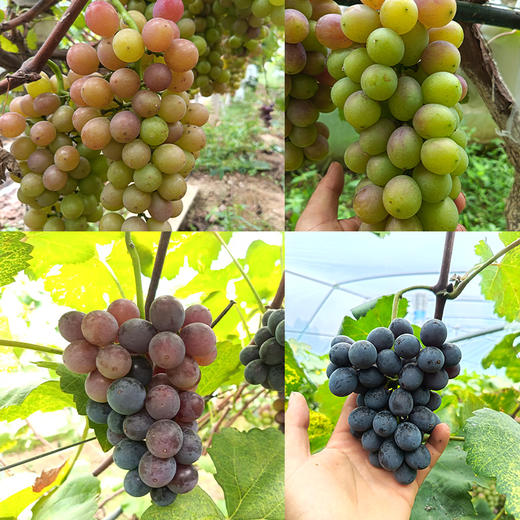 【“葡”写浪漫】新鲜水果 郧阳区万家坪葡萄 巨玫瑰/BK/老巨峰/枫香月混合组合装 1筐（带筐5斤以上）十堰主城区包邮 商品图3