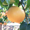 秋颜梨梨中“爱马仕”❗2025年新鲜下树❗一颗可以“喝"的梨，酥中带脆，现摘现发❗ 商品缩略图0