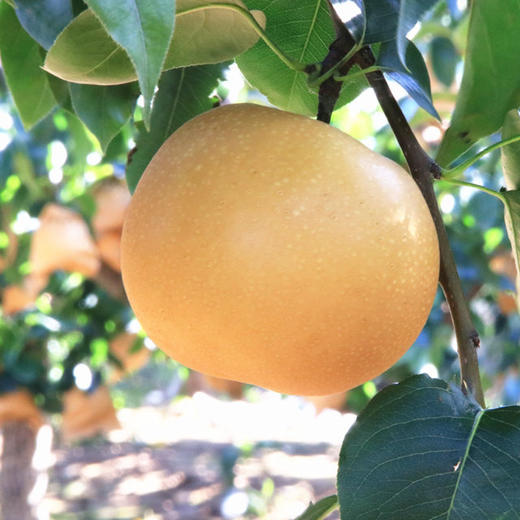 秋颜梨梨中“爱马仕”❗2025年新鲜下树❗一颗可以“喝"的梨，酥中带脆，现摘现发❗ 商品图0