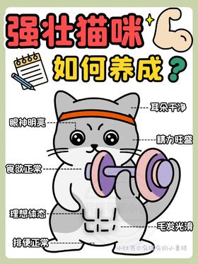 强壮健康猫咪如何养成⁉️