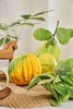 好看的香橼一果难求每一个都是精品青黄果期️待到金灿时香气更醇厚满屋飘香基地直邮 商品缩略图4