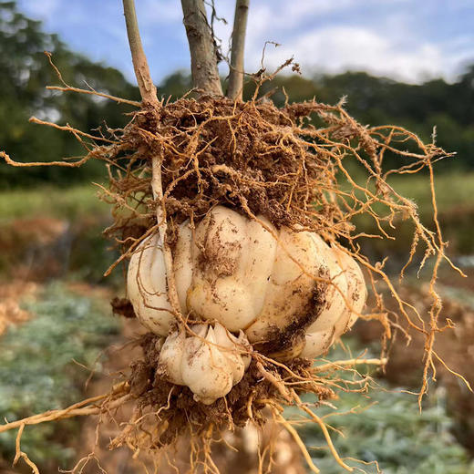 新产【龙牙百合干】四年轮作富硒土种植，无添加，无硫熏，不漂白，粉糯清香，自然微黄！ 商品图3