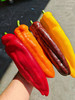 彩椒中的极品———巴莱姆甜椒🌶️
满满的维C，
无限回购！
3-4个颜色，5.5斤右右 商品缩略图1