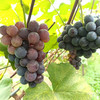 【“葡”写浪漫】新鲜水果 郧阳区万家坪葡萄 巨玫瑰/BK/老巨峰/枫香月混合组合装 1筐（带筐5斤以上）十堰主城区包邮 商品缩略图6