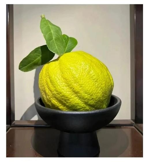 好看的香橼一果难求每一个都是精品青黄果期️待到金灿时香气更醇厚满屋飘香基地直邮 商品图5