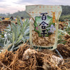 新产【龙牙百合干】四年轮作富硒土种植，无添加，无硫熏，不漂白，粉糯清香，自然微黄！ 商品缩略图8