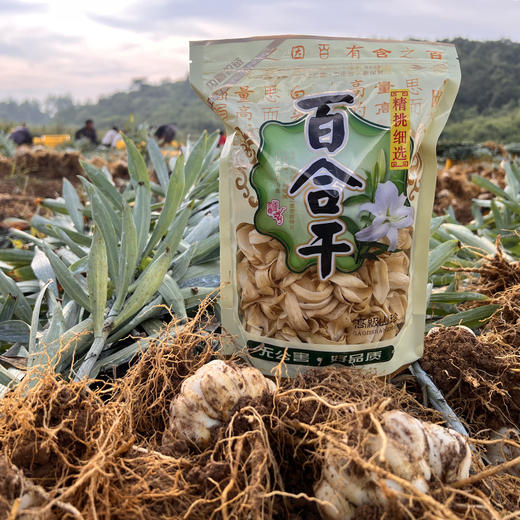 新产【龙牙百合干】四年轮作富硒土种植，无添加，无硫熏，不漂白，粉糯清香，自然微黄！ 商品图8