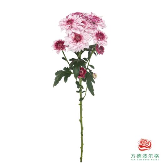 VDB多头小菊-皮普樱花粉 5枝一扎 商品图4