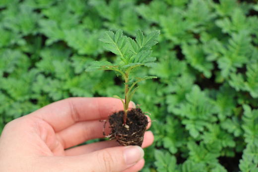 一坪花园·启萌种苗套餐 商品图5