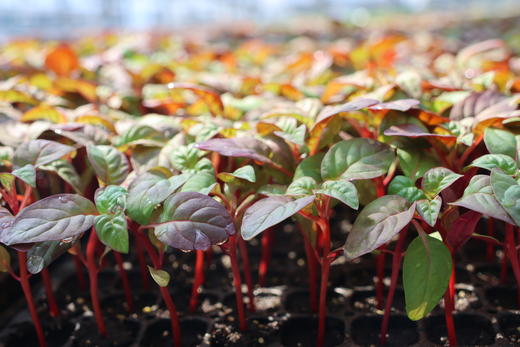 一坪花园·启萌种苗套餐 商品图3