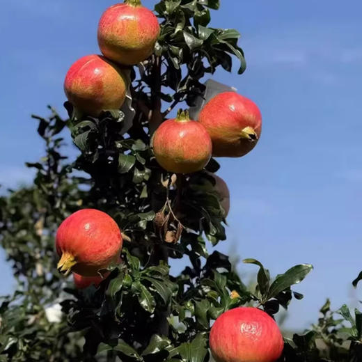 【分销】四川会理软籽石榴  清新不腻口，生态种植，清甜多汁 商品图3