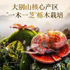 雷允上GOP灵芝孢子油软胶囊15g（0.5g×30粒）/瓶 商品缩略图6