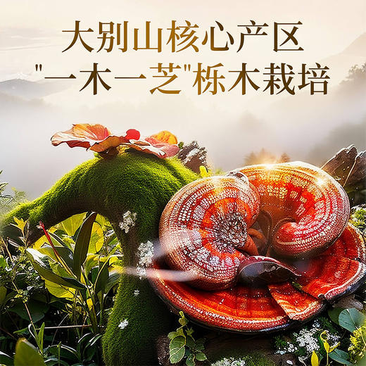 雷允上GOP灵芝孢子油软胶囊15g（0.5g×30粒）/瓶 商品图6