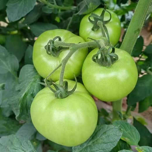 农家青西红柿新鲜未成熟 商品图0