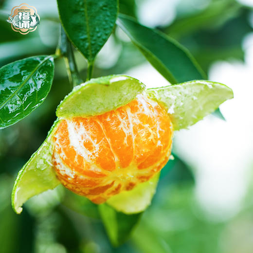 橙诵江西寻乌蜜桔 3-4.5斤装 橘子新鲜水果 顺丰/京东直发 商品图1