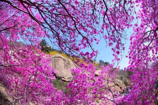 山东樱花季丨青岛山花烂漫、威海刘公岛、东褚岛海草屋、蓬莱仙阁古建、大黑山岛海蚀奇观、“中国好望角”成山头、七彩盐田8天摄影团 商品图2