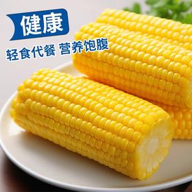 2025年头茬山西新鲜甜糯玉米